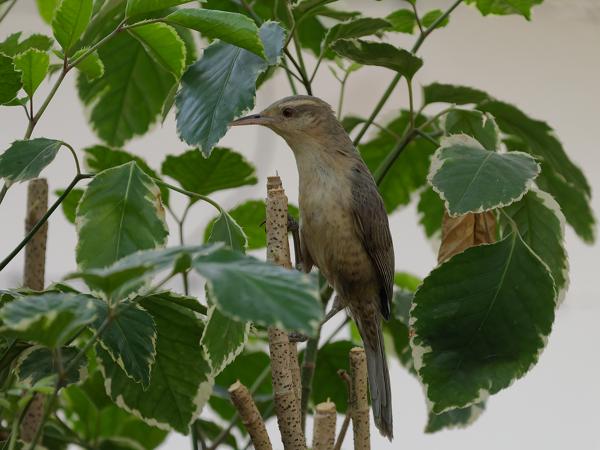 Lijsterwinterkoning (Campylorhynchus turdinus)